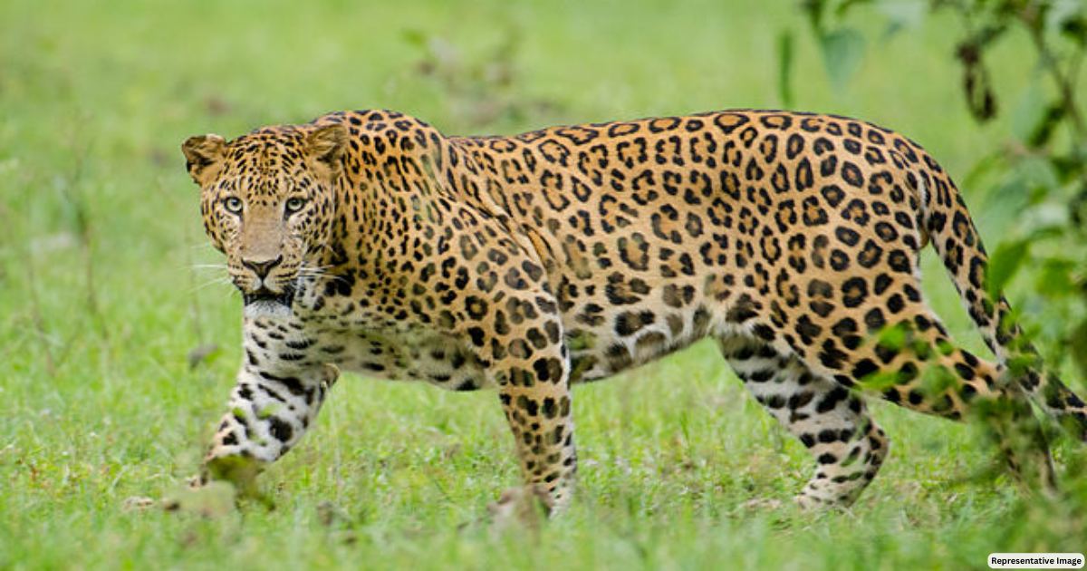 4 new leopard safaris to start soon in Raj